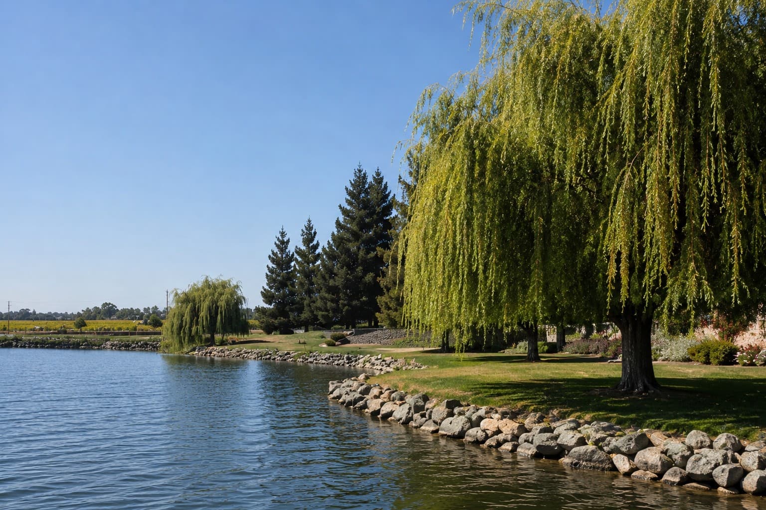 The lake with willows along the rock-edged bank and the vineyard beyond