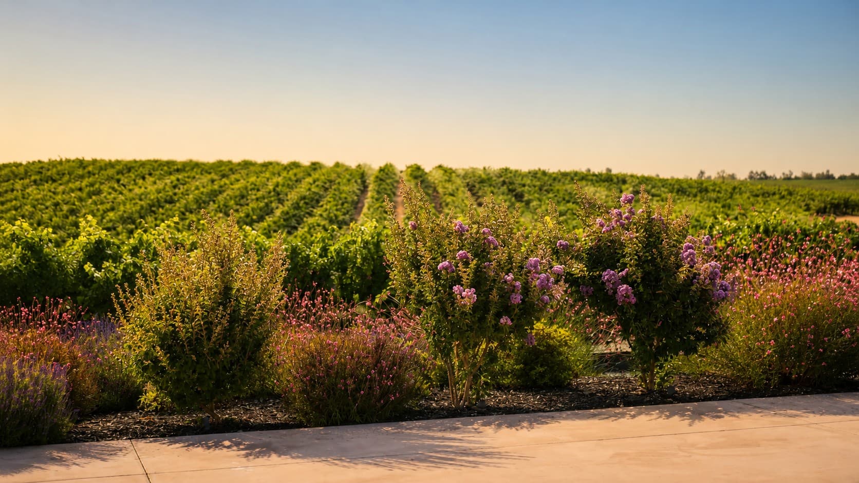 Vine rows running toward the horizon behind a flowering border
