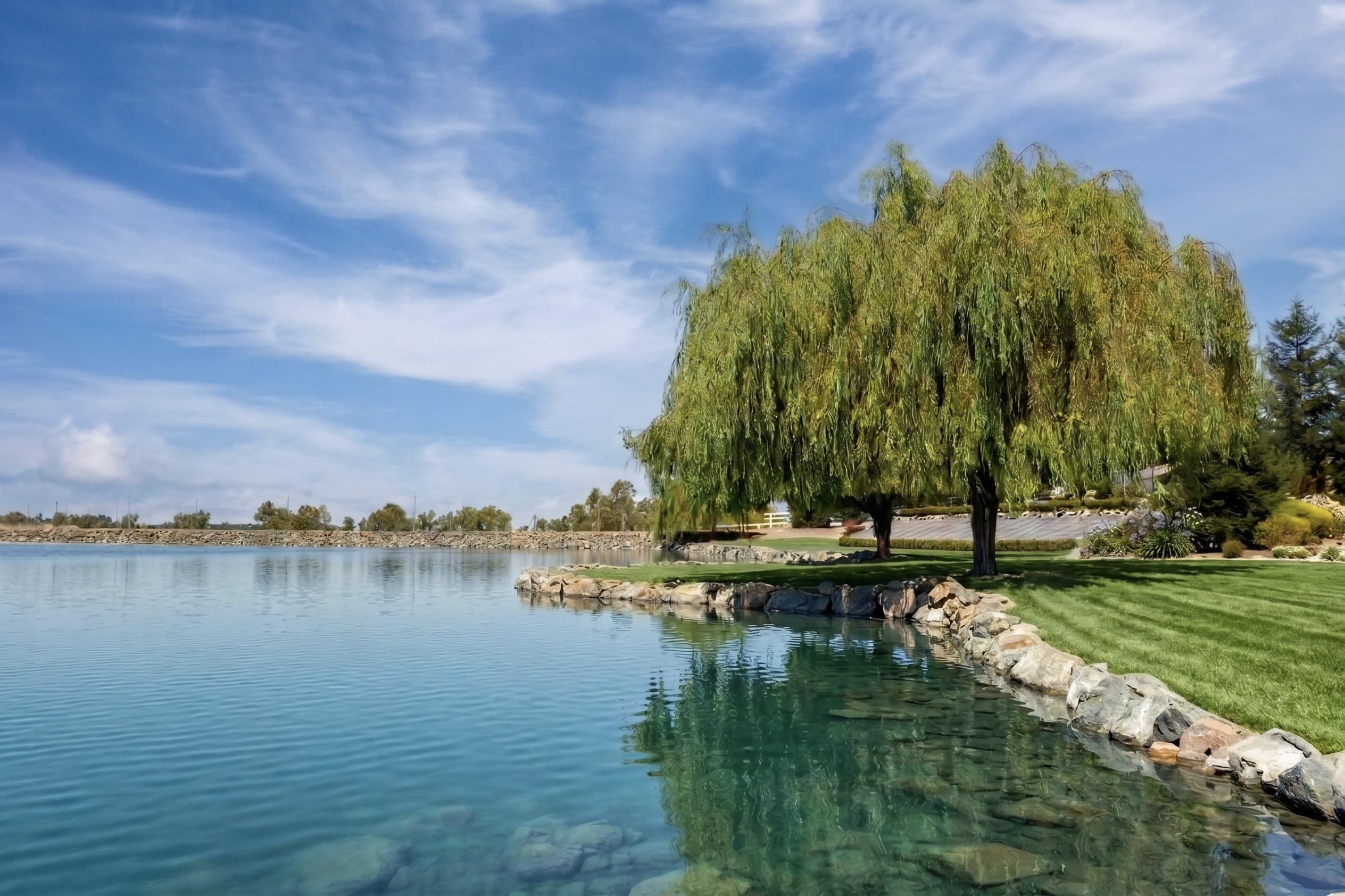 A willow standing at the rock-edged shore of the lake, its reflection in the still water